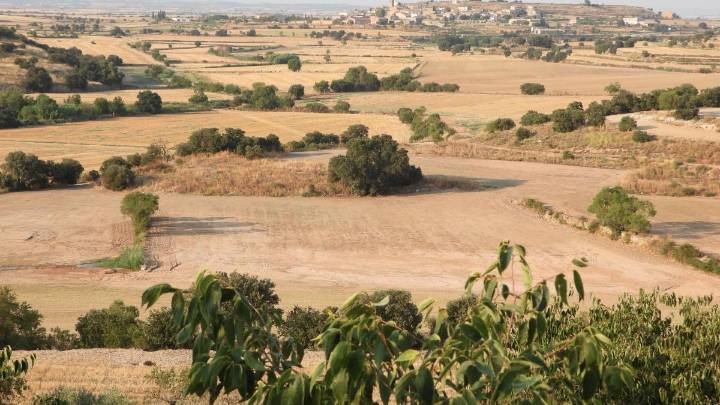 Reto visual: ¿Cuántos pájaros eres capaz de ver en menos de 30 segundos?