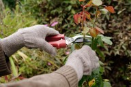 4 Trees and Shrubs You Should Not Prune Until Spring