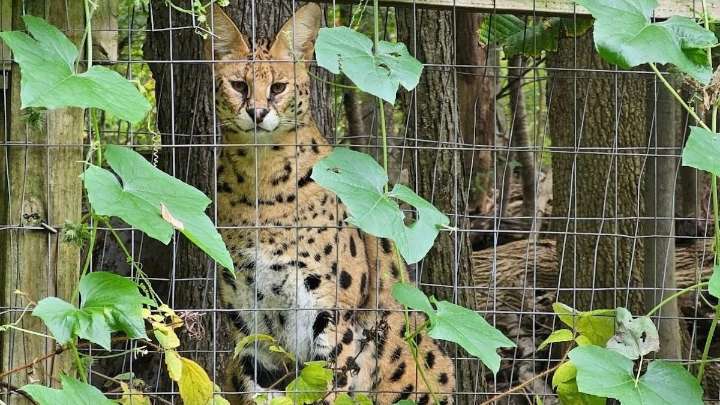 Three wild cats escape Pennsylvania wildlife center