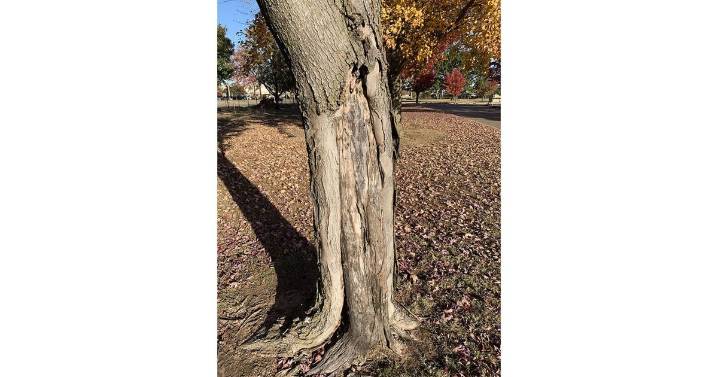 Master Gardener: How to help newly planted trees survive winter