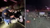 Semi-truck overturns on I-5, causing hundreds of chickens to spill out on road