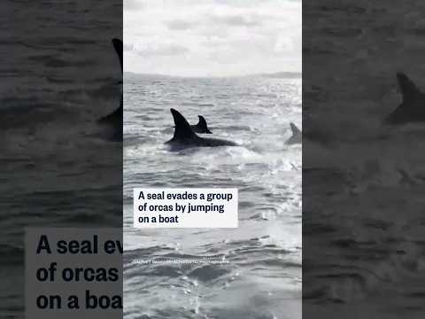 A seal evades a group of orcas by jumping on a boat