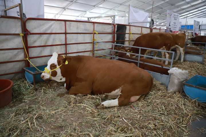 Expo Ganadera 2026 irá al planetario de Explora, con menos aforo y animales