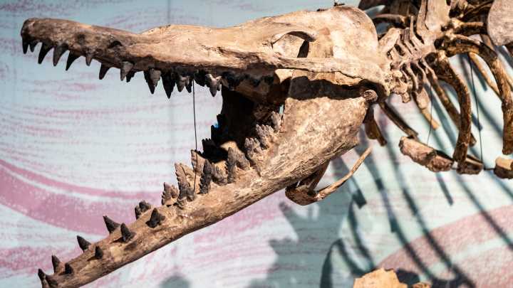 Bone of fearsome whale, extinct for 34 million years, found in MS