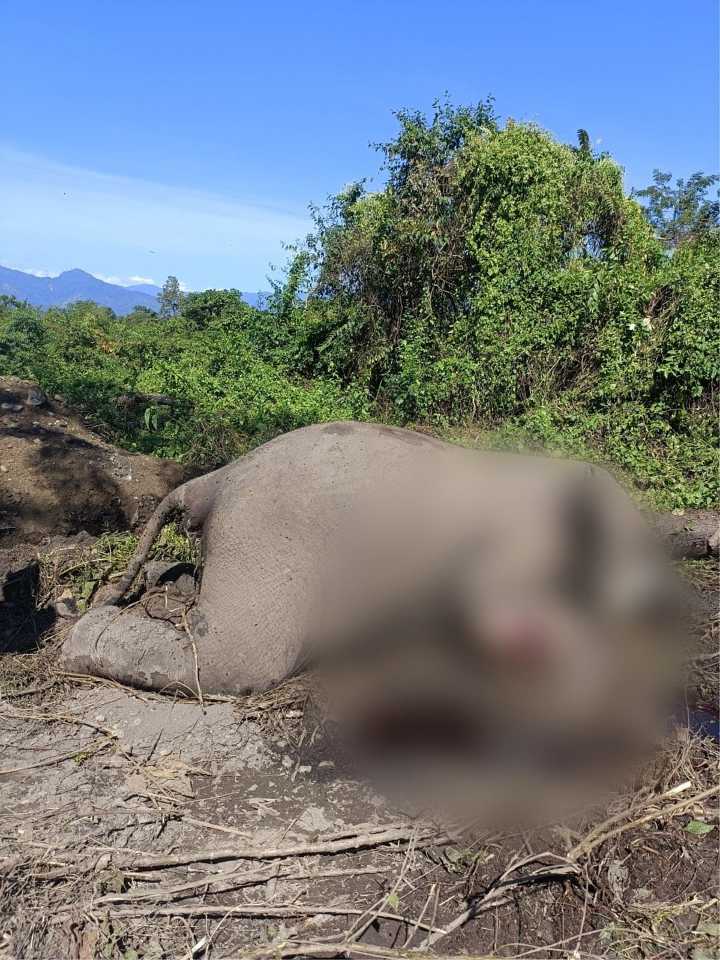 Another Wild Elephant Found Dead in Chirang’s Banjitbari