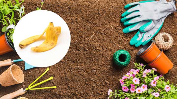 Por qué deberías guardar las cáscaras de plátano en tu jardín durante este noviembre