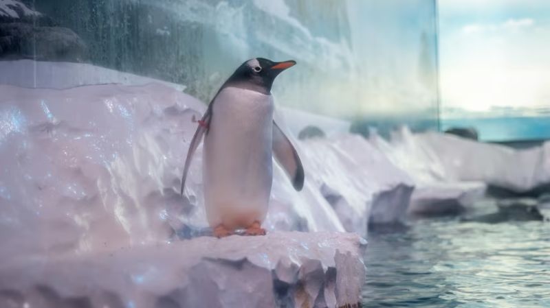 Crece la presión para liberar a pingüinos “atrapados en un sótano” de un acuario de Londres