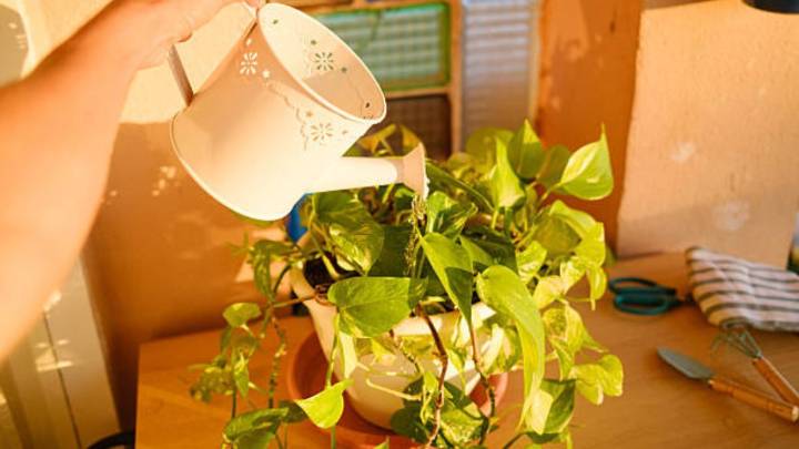 Cada cuántos días hay que regar el potus en primavera y verano para que la planta tenga un follaje abundante