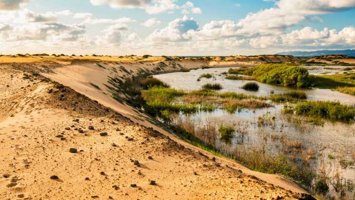 Scientists Rejoice Over New Species Discovery In California’s State Park System And Popular Coastal Destinations