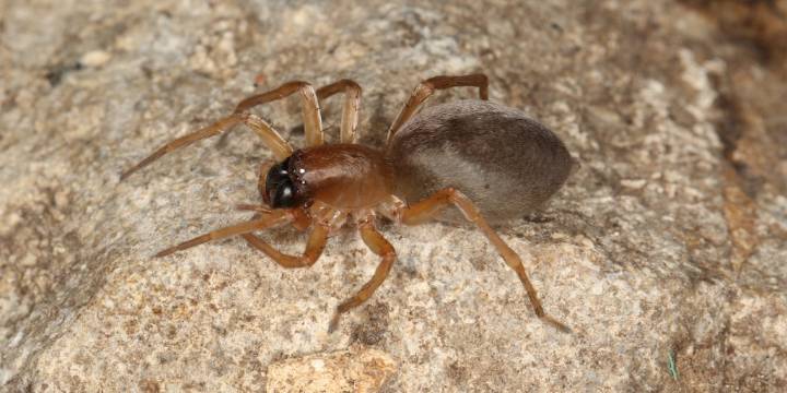 Científicos revelan el secreto de arañas que resisten el frío extremo sin congelarse