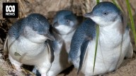 Granite Island's little penguin population climbs despite SA's algal bloom