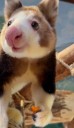 This tree kangaroo has avocado all over his snout