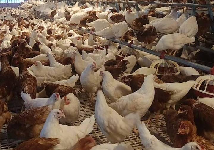 Encerradas al menos 55.700 gallinas por riesgo de gripe aviar