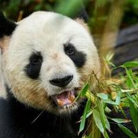 France bids farewell to beloved pandas bound for China