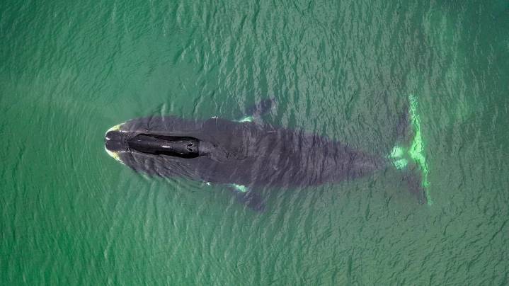 A cool discovery about long-lived bowhead whales
