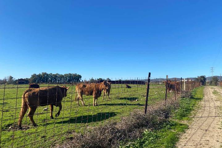 Castilla-La Mancha mejora la aplicación de pagos a agricultores y ganaderos para evitar fallos y tramitar más rápido