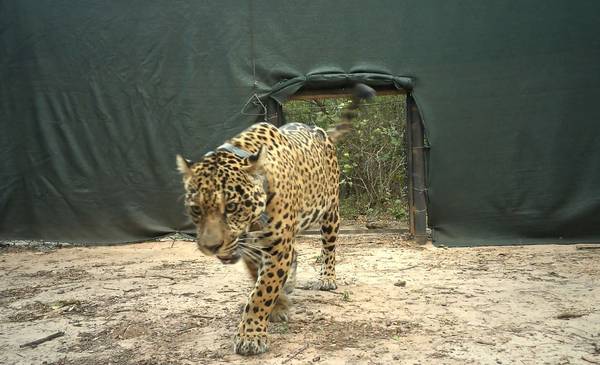 Desesperada búsqueda de Acaí, la yaguareté liberada en El Impenetrable