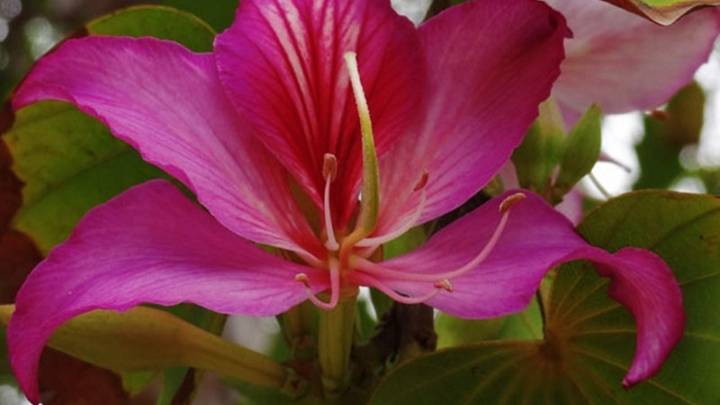 Pata de Buey: el árbol resistente, medicinal y ornamental que florece como una orquídea