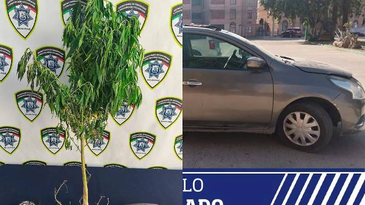 Hallan planta de marihuana en una jardinera en Residencial del Bosque