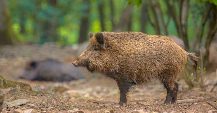 Detectados los dos primeros casos de peste porcina africana en España desde 1994