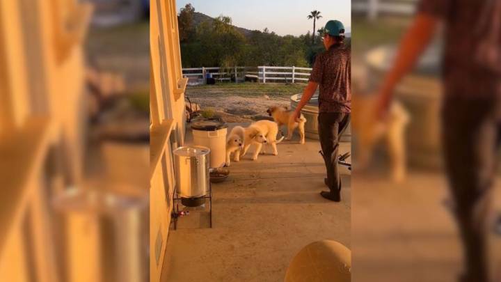 California Couple Finds Three Puppies Roaming Their Yard And Discover A Surprising Truth