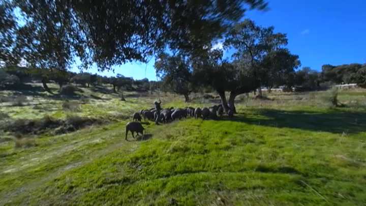 Varios países paralizan las importaciones de porcino español