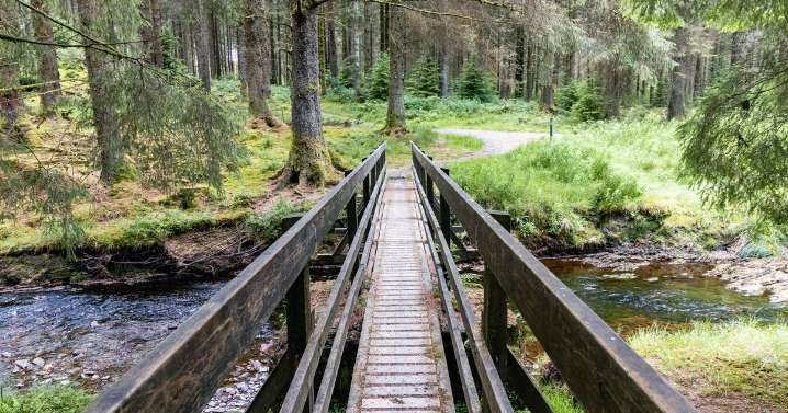 'Absolutely stunning’ forest offers the most ‘romantic’ walks in Wales