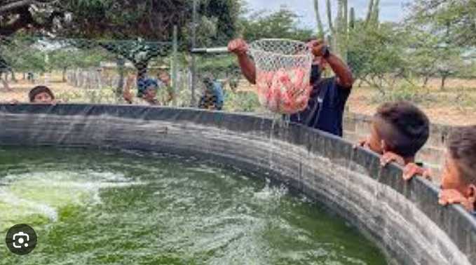 INVESTIGACIONES: Universidad de La Sabana culminan proyecto de cultivo de tilapia que reutiliza más del 90 % del agua en La Guajira