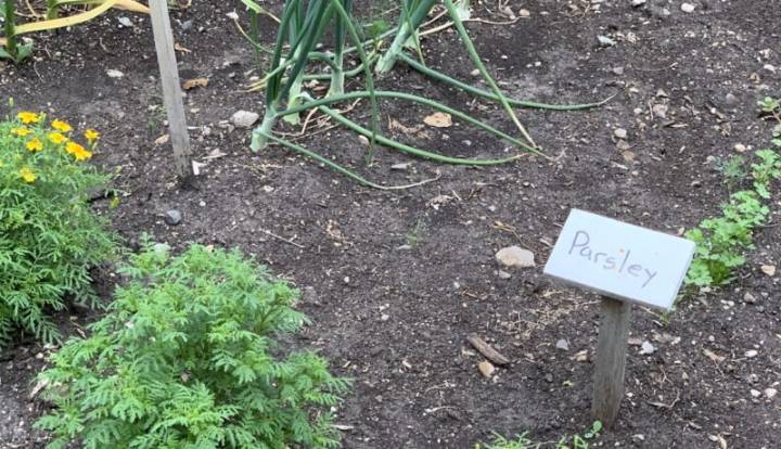 Mennonite Woman Has Already Planted 25% of a Simon and Garfunkel Song