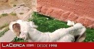 Detenida en Sigüenza por no cuidar a su perro, que tuvo que ser sacrificado por el grave estado que presentaba