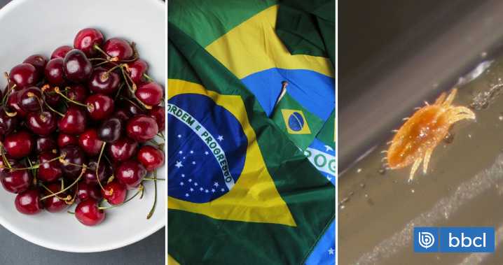 SAG: La exportación de cerezas chilenas a Brasil sigue con normalidad tras hallazgo de carga con plaga