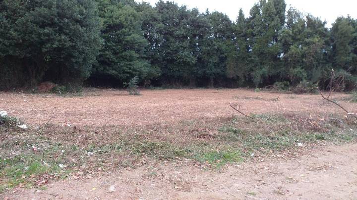 Avances en el futuro aparcamiento provisional del Hospital de Cabueñes, en Gijón, con los trabajos de desbroce: esta es su ubicación