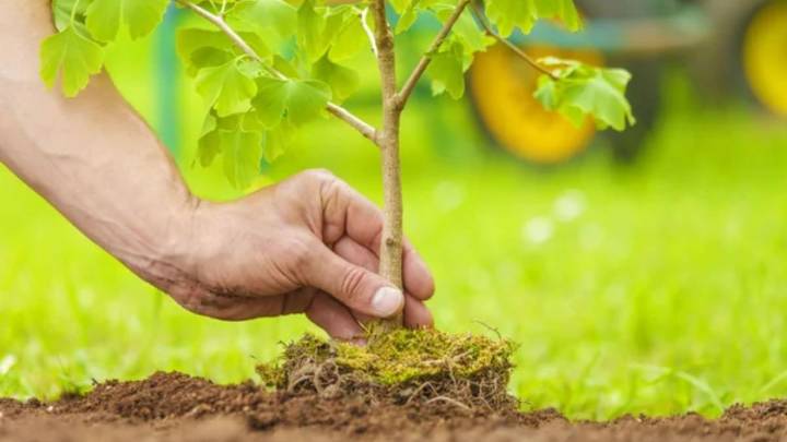 El país de América del Sur que más árboles planto en un día: rompió el récord del mundo