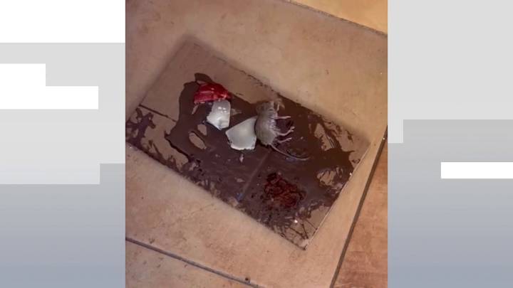 Una plaga de ratas reincidente, un "sinvivir para los vecinos" de una urbanización de Jerez