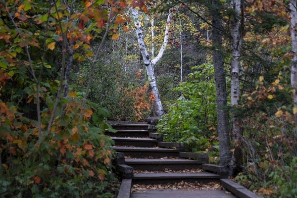 Skip the rack, fallen leaves are healthy for soil