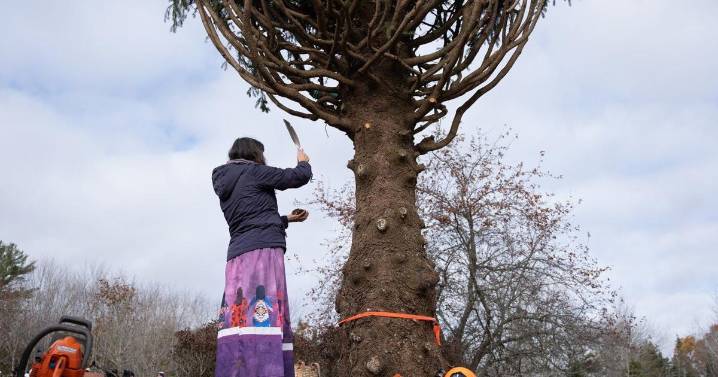 Tariff tensions don't stop annual Christmas tree gift from Nova Scotia to Boston