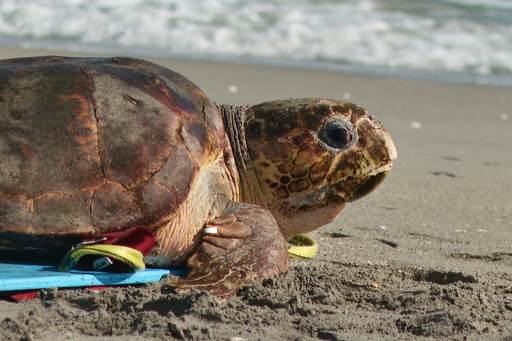Endangered loggerhead sea turtle released to Atlantic Ocean from Florida beach