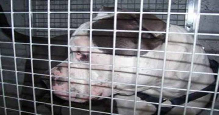 Prince George's County ends decades old law banning pit bull dogs