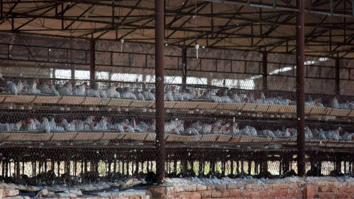 Video | Ordenan el confinamiento total de aves de corral por expansión de gripe aviar - Canal 1