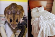 Hotel Employee Claims Guests Bought and 'Murdered a Mouse' to Get a Free Room: 'Vile'