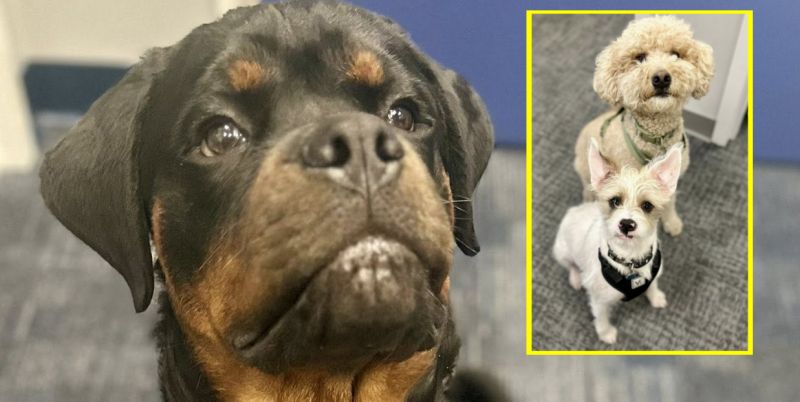 New Bedford Police extra special guests handle the “ruff” work around the office