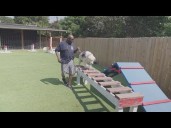 After 22 years of service, Georgia Army veteran says he leaned on 2 service dogs
