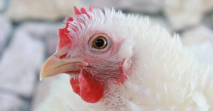 El Gobierno prohíbe la cría de gallinas al aire libre en zonas de riesgo por la expansión de la gripe aviar