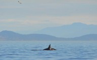 Guardians of the Salish Sea, orcas face an uncertain future