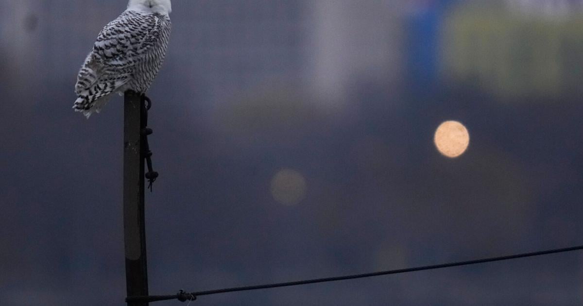 A pair of snowy owls spotted along Lake Michigan beach draws crowds in Chicago