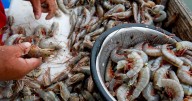 SC Shrimpers’ lawsuit dismissed by federal judge