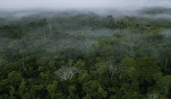 ¿Por qué es importante un proteger los bosques?