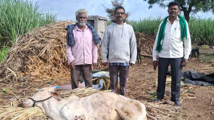 Hemorrhagic septicemia bacterial infection spreads to livestock, Belagavi farmers worried