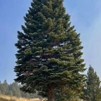 Capitol Christmas tree to be harvested in Mohave County