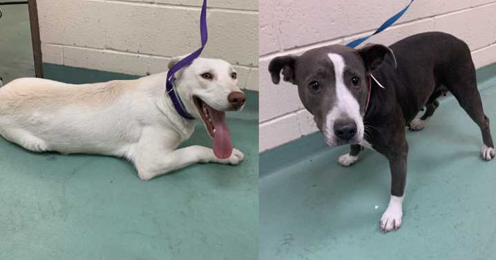 Nine stray dogs rescued during Lamar Ave. Corridor Revitalization, MAS says